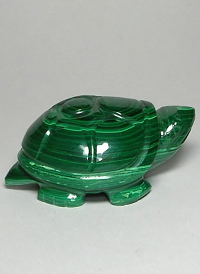 Malachite Tortoise Image
