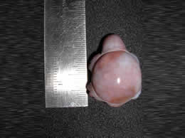 Related Agate Tortoise